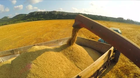 Harvester Unloading Grains Into Trailer Stock-Footage 53828050