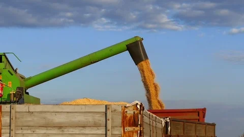 Harvester unloading soybean in to the trailer. Stock Footage 83712703