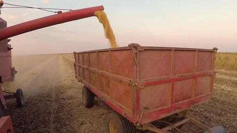 Harvester unloading soybean in to the trailer. Gimbal stock video. Stock Footage 84187142