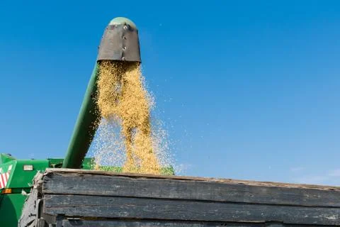 Harvester unloading soybeans Stock Photos