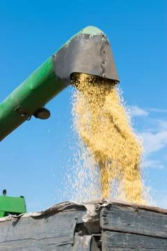 Harvester unloading soybeans Stock Photos