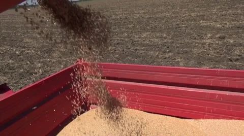 Harvester unloads wheat into tractor close up 1 Vidéo 45703682