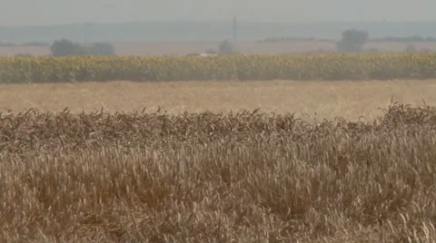 Harvester in wheat field Stock-Footage 56030455