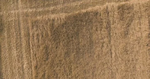 Harvester on the wheat field Stock Footage 65225871