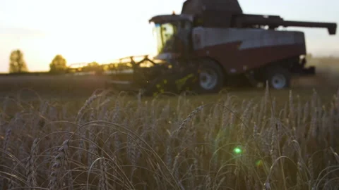 Harvester in a wheat field Stock Footage 157880723