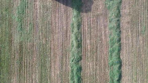Harvester in the Wheat field Stock Footage 169339733