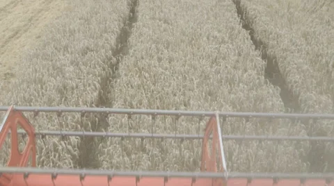 Harvester on Wheat Field POV Stock Footage