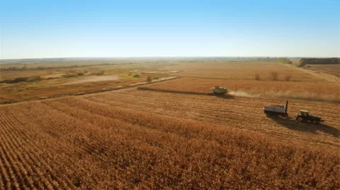 Harvester work on cornfield Stockbeeldmateriaal 44317155