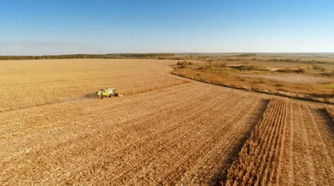 Harvester work on cornfield Stockbeeldmateriaal 44317626