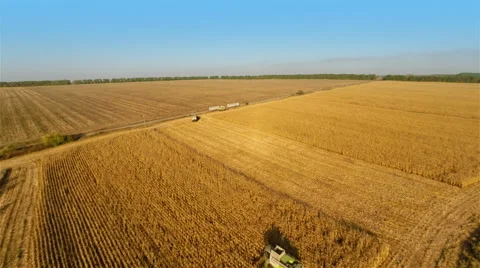 Harvester work on cornfield Stockbeeldmateriaal 44317937