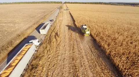 Harvester work on cornfield Stockbeeldmateriaal 44319994