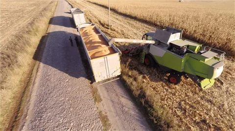 Harvester work on cornfield Stockbeeldmateriaal 44320535