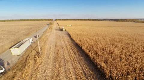 Harvester work on cornfield Stockbeeldmateriaal 44320646