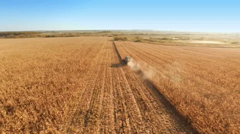 Harvester work on cornfield Stockbeeldmateriaal 44320684