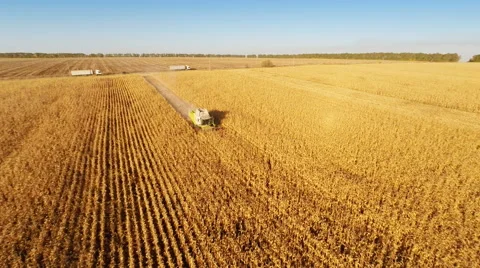 Harvester work on cornfield Stockbeeldmateriaal 44321262