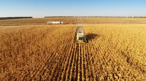 Harvester work on cornfield 스톡 동영상 44321283