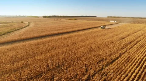 Harvester work on cornfield Stock-Footage 44321412