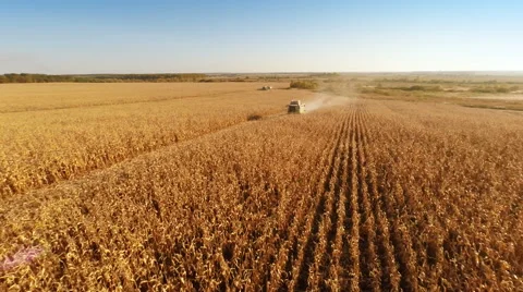 Harvester work on cornfield Stock-Footage 44321567