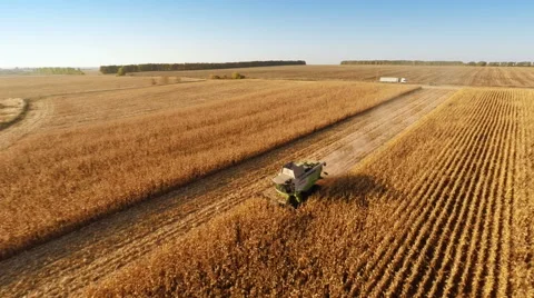 Harvester work on cornfield Stock-Footage 44321627