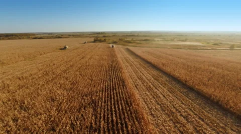 Harvester work on cornfield Stock-Footage 44322352