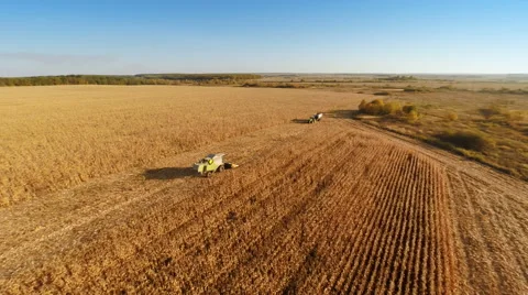 Harvester work on cornfield Stock-Footage 44322435