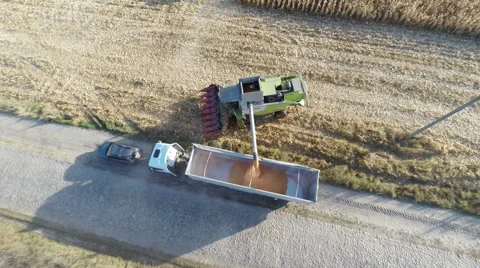 Harvester work on cornfield Stock-Footage 44323063