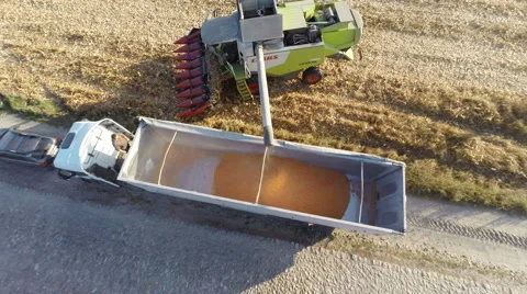 Harvester work on cornfield Stock-Footage 44323279