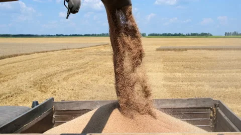 Harvester working in agriculture environment loading wheat grains in truck. Stock Footage 158840254