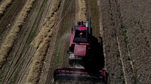 Harvester working in the field 3 Видео 142323910