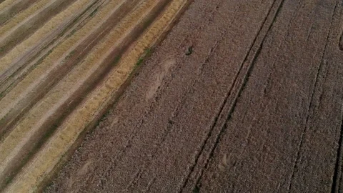 Harvester working in the field 7 Видео 142324146