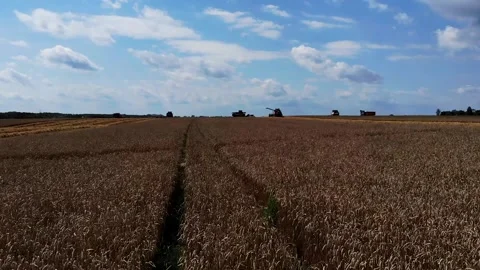 Harvester working in the field 9 Видео 142324258