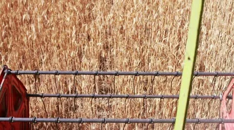 Harvester working in a field of hay Stock-Footage 11637614