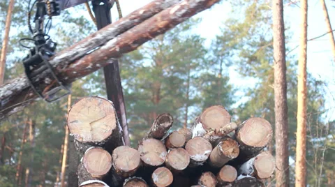 The harvester working in a forest. Видео 34201846