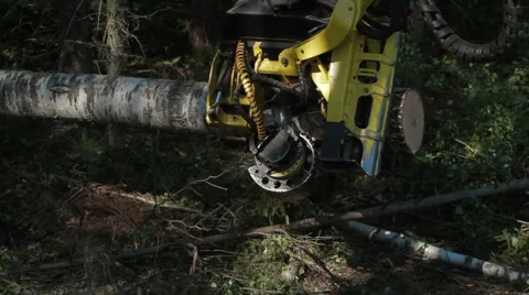 Harvester working in a forest Stock-Footage 59561766