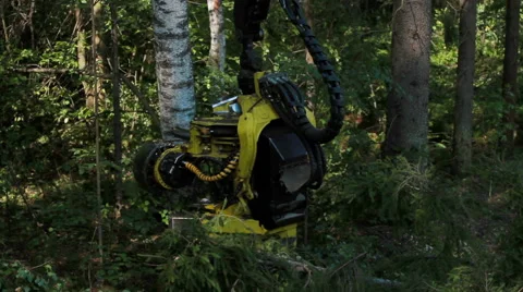 Harvester working in a forest Stock Footage 59562590