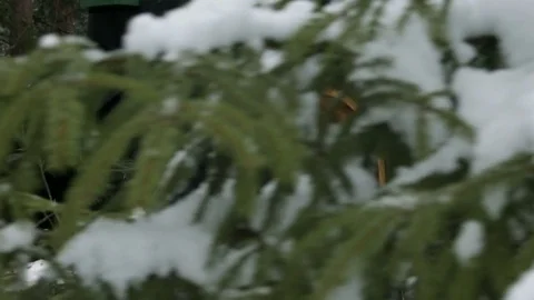 The harvester working in a forest Stock Footage 69966333