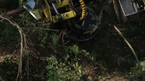 Harvester working in forest. Harvester pulls tree Stock Footage 59561980