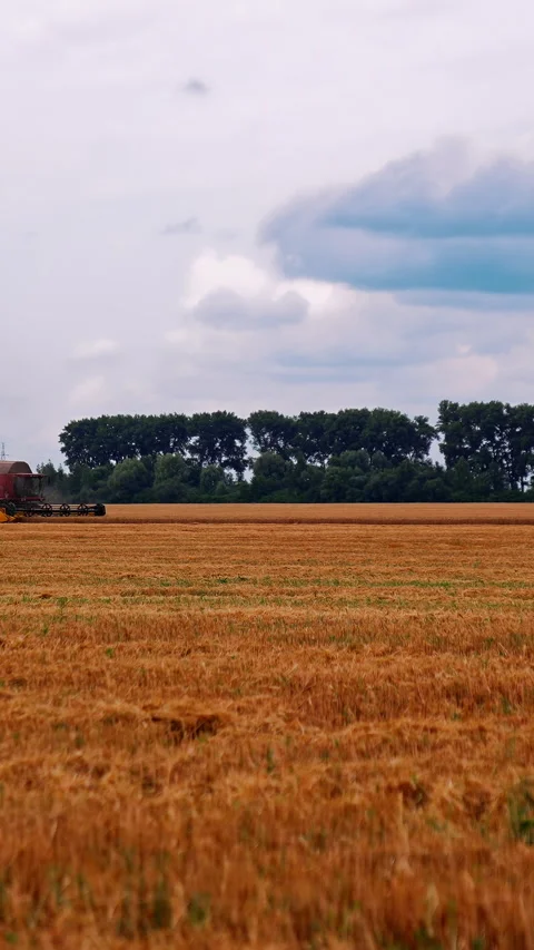 Harvester working on golden field. Stock Footage 297295544