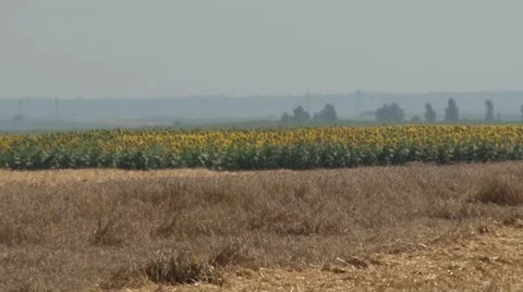 Harvester working in wheat field Stock Footage 54613476