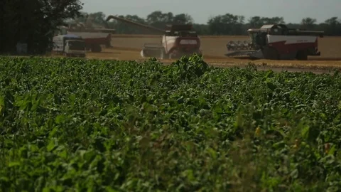 Harvesters in the field to gather the wheat Stock Footage 73953310
