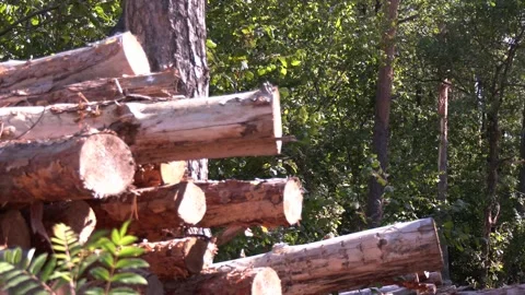 Harvesters, Forest Logging machines. Forestry forwarder on deforestation Stock Footage 330346916