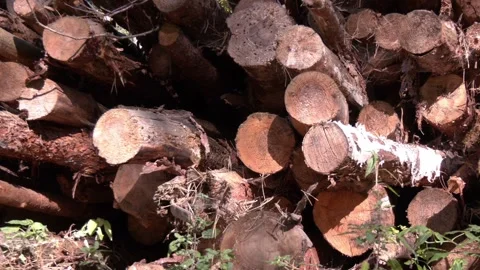 Harvesters, Forest Logging machines. Forestry forwarder on deforestation. Stock-Footage 330347623