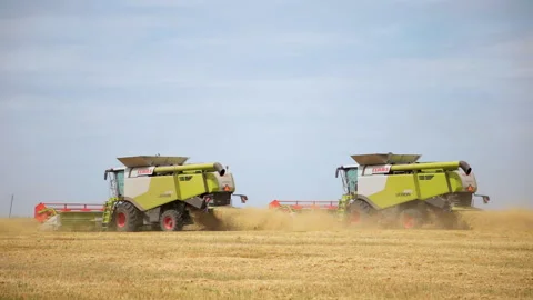 Harvesters harvest wheat in the fields. Stock Footage 153210072