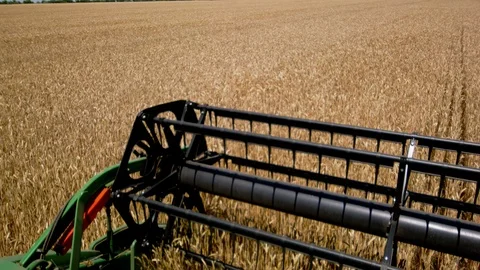 Harvesters harvest wheat Video stock 95723067
