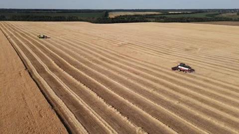 Harvesters mow fields with wheat. 4k personnel of industrial enterprises Stock Footage 162318988