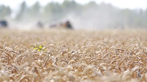 Harvesters mow the grown millet crop in a Siberian field Stock Footage 160541053