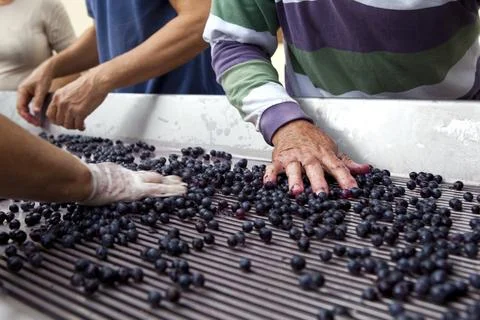 Harvesters Stock Photos