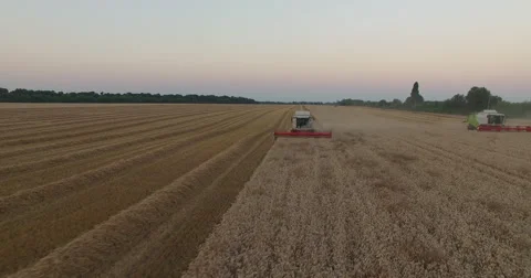 Harvesters tresh wheat at sunset Stock Footage 65236293