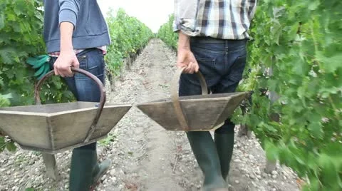 Harvesters walking in vineyard rows Video stock 14834064