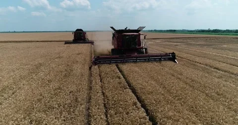 Harvesters in a wheat field 스톡 동영상 142514995